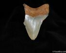Inch Megalodon Tooth, Colorful Enamel #107-1